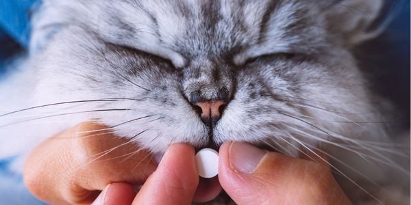 How To Give Your Cat A Pill Preventive Vet   Person Giving A White Pill To A Gray Persian Cat Shutter 